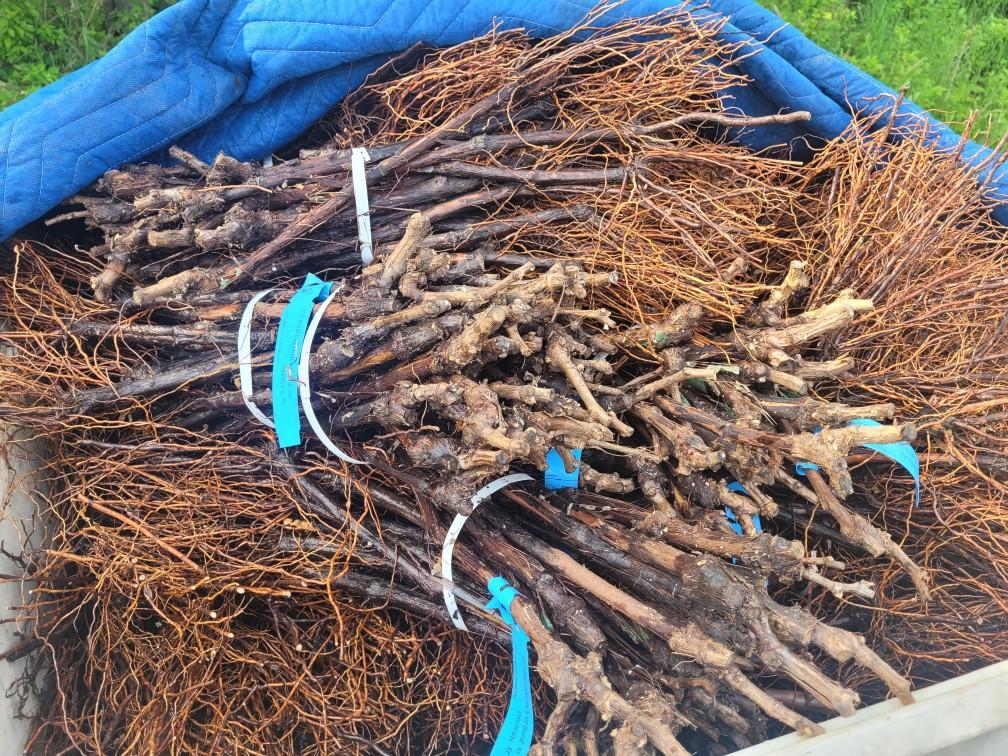 Delivered vines from Double A Vines